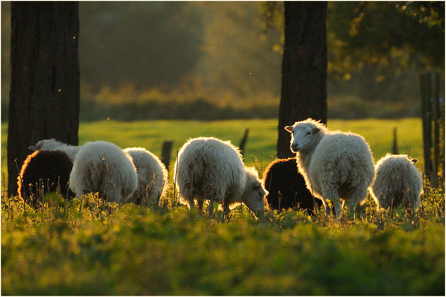 Skudden, Urdenbacher Kämpe Düsseldorf