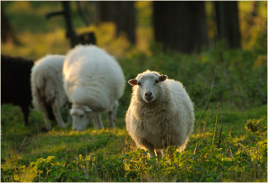 Skudden, Urdenbacher Kämpe Düsseldorf