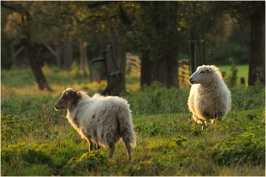 Skudden, Urdenbacher Kämpe Düsseldorf