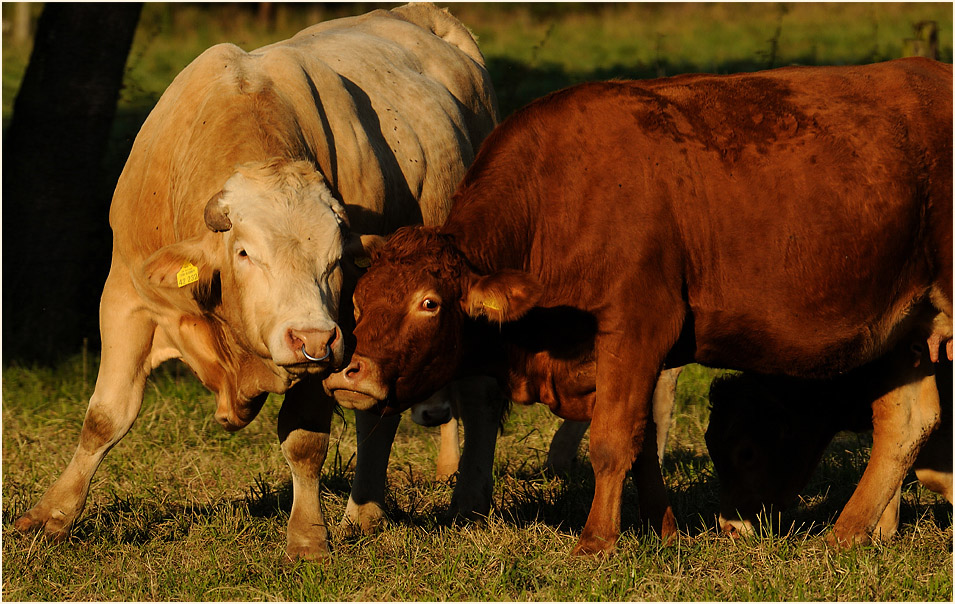 Rinder, Urdenbacher Kämpe Düsseldorf