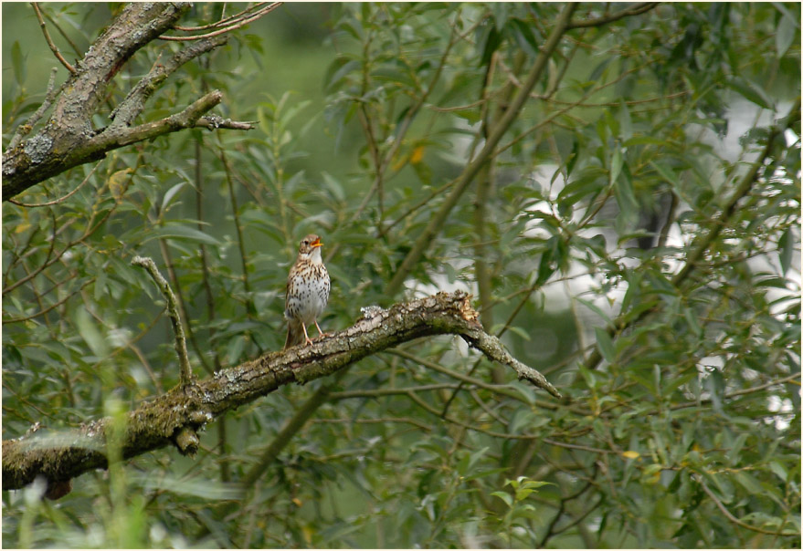 Singdrossel in der Urdenbacher Kämpe Düsseldorf