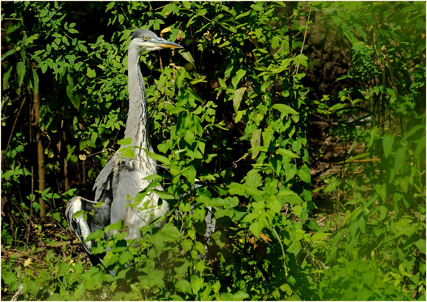 Graureiher, Urdenbacher Kämpe Düsseldorf