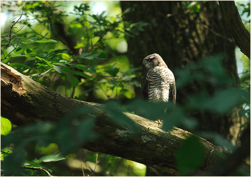 Sperber, Urdenbacher Kämpe Düsseldorf