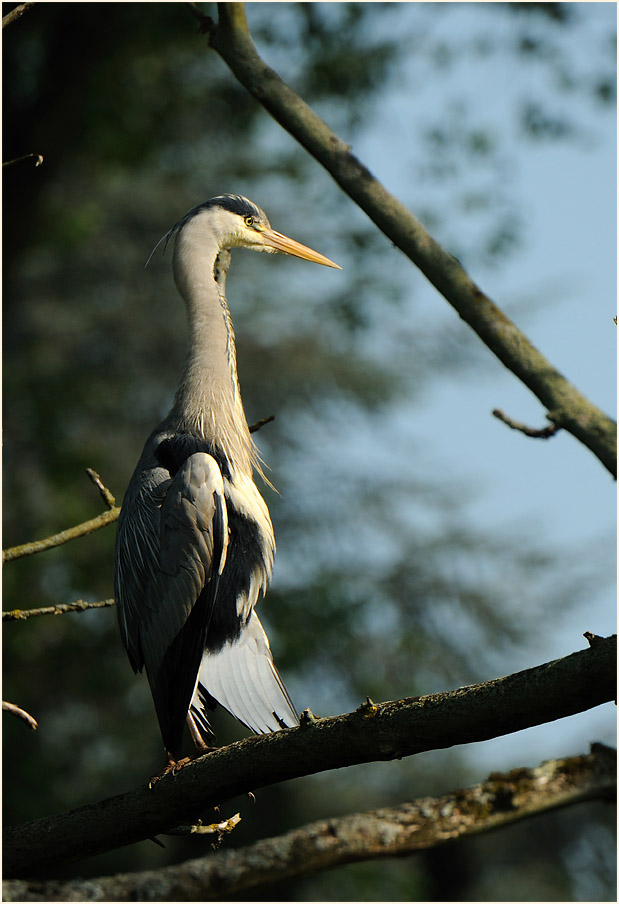 Graureiher, Urdenbacher Kämpe Düsseldorf