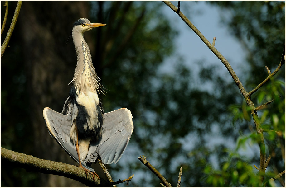 Graureiher, Urdenbacher Kämpe Düsseldorf