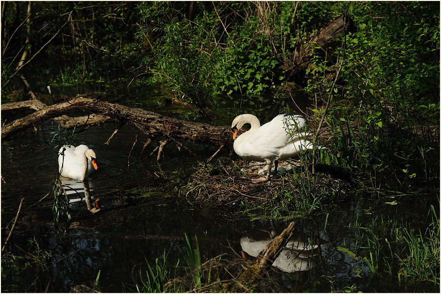 Höckerschwäne, Urdenbacher Kämpe Düsseldorf