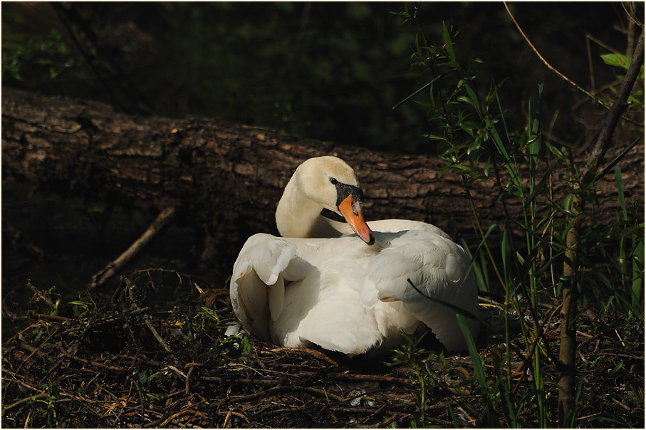 Höckerschwan, Urdenbacher Kämpe Düsseldorf