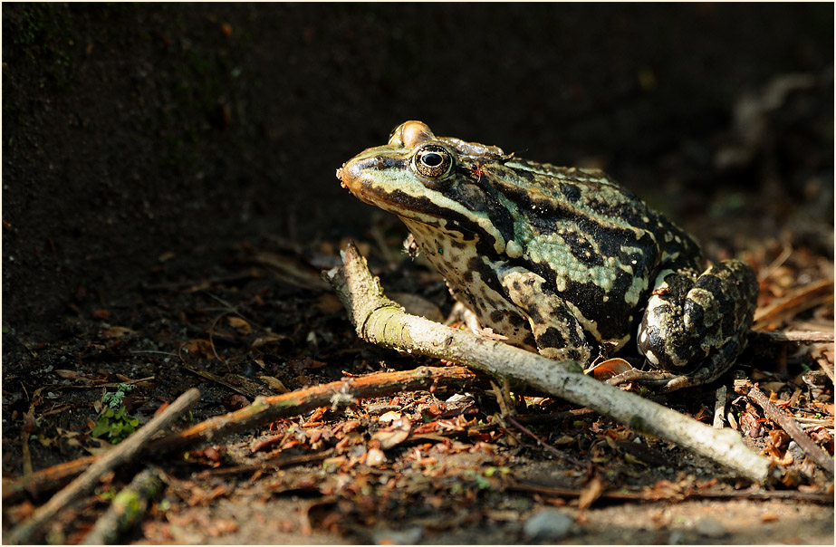 Frosch, Urdenbacher Kämpe Düsseldorf
