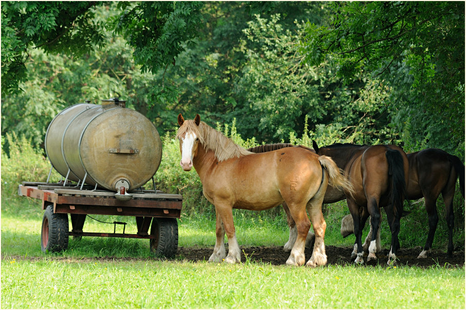 Pferde, Urdenbacher Kämpe Düsseldorf