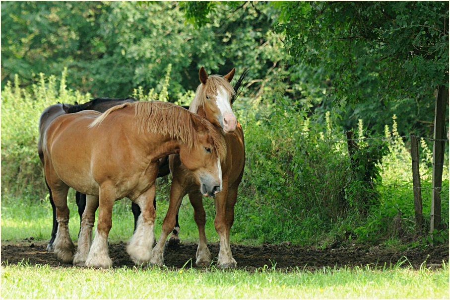 Pferde, Urdenbacher Kämpe Düsseldorf