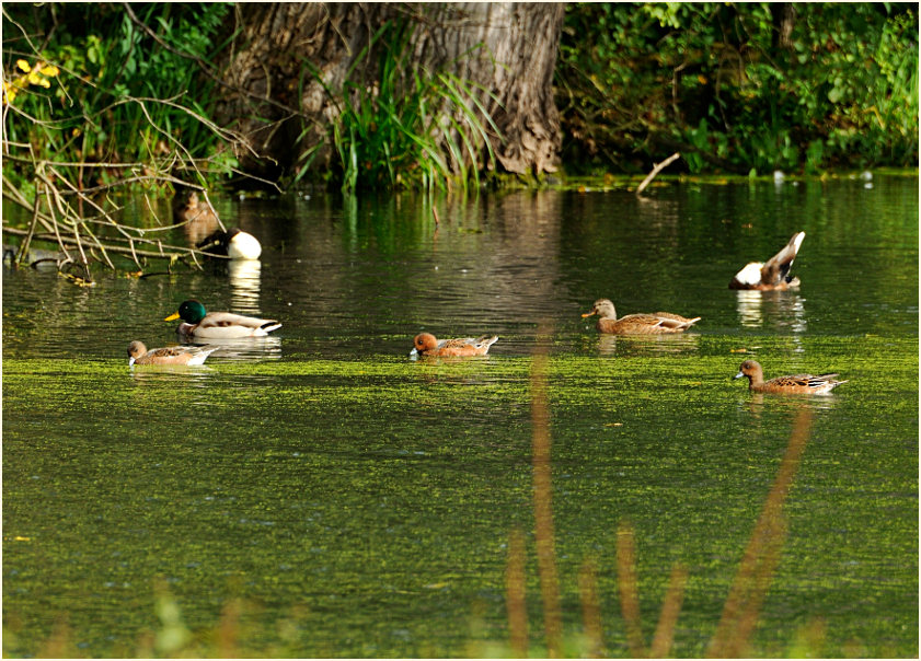 Pfeifenten, Urdenbacher Kämpe Düsseldorf