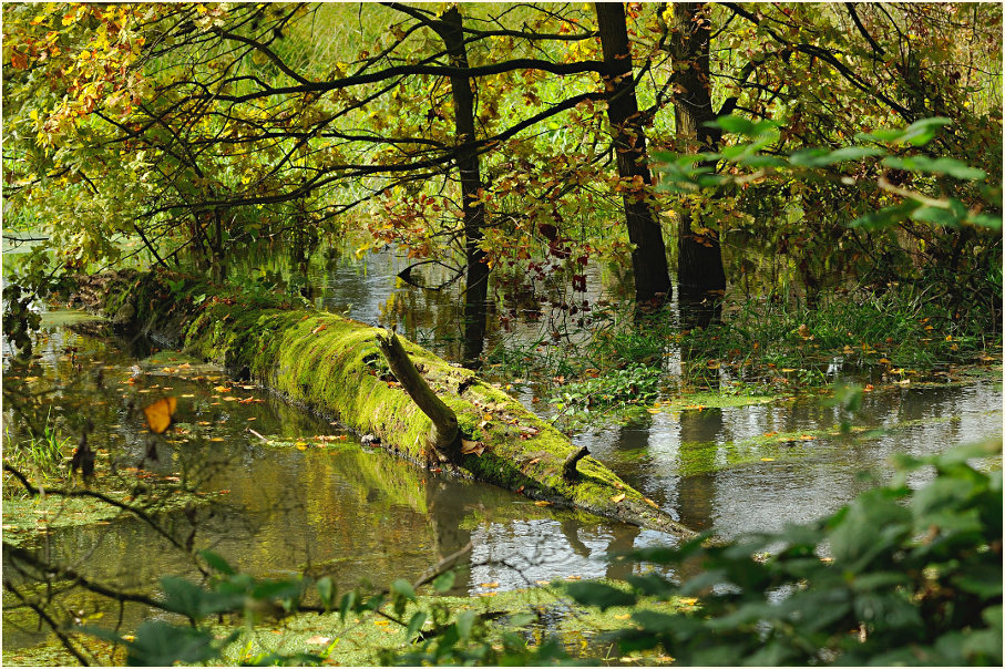 Urdenbacher Kämpe Düsseldorf