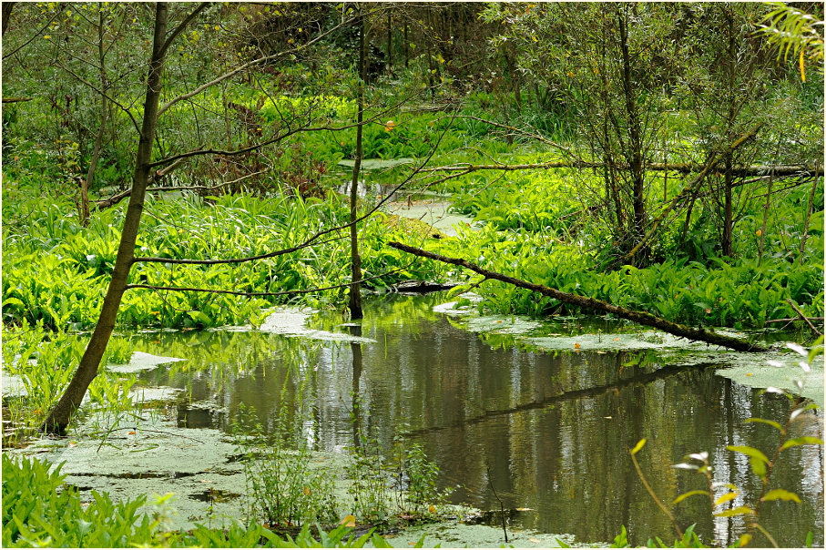 Urdenbacher Kämpe Düsseldorf
