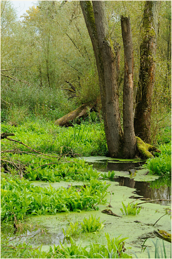 Urdenbacher Kämpe Düsseldorf