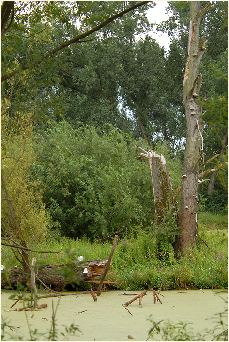 Urdenbacher Kämpe Düsseldorf
