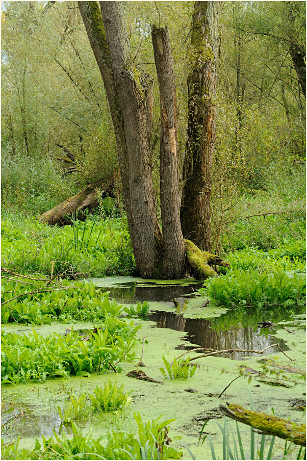 Urdenbacher Kämpe Düsseldorf