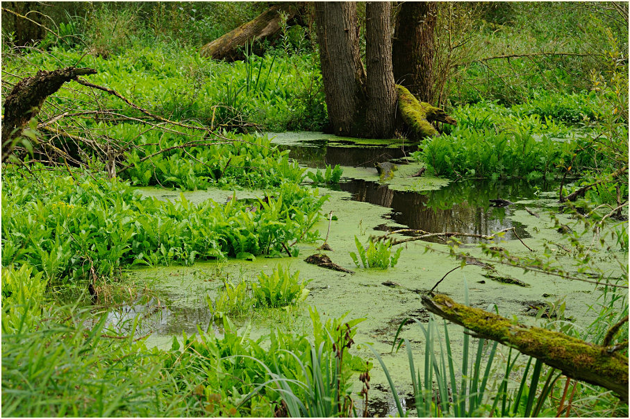 Urdenbacher Kämpe Düsseldorf