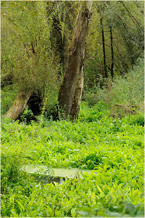 Urdenbacher Kämpe Düsseldorf