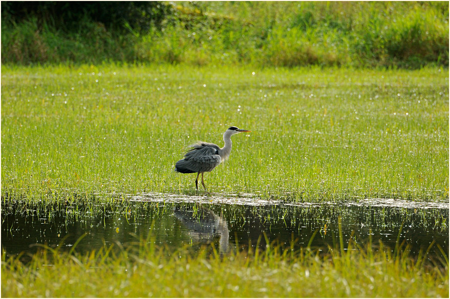 Graureiher, Urdenbacher Kämpe Düsseldorf