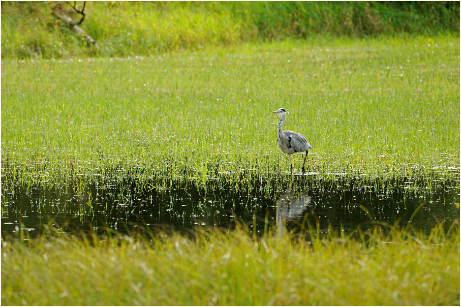 Graureiher, Urdenbacher Kämpe Düsseldorf