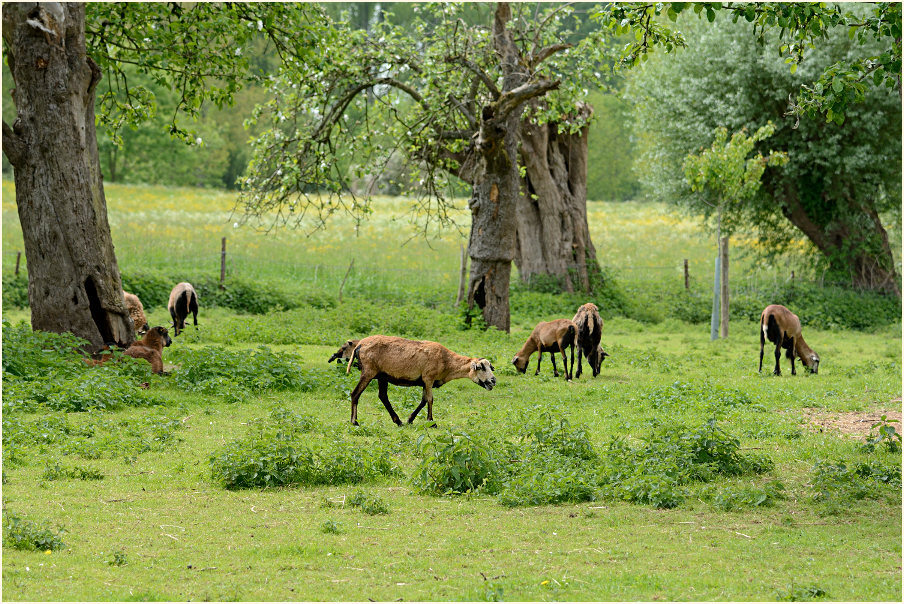 Urdenbacher Kämpe Düsseldorf