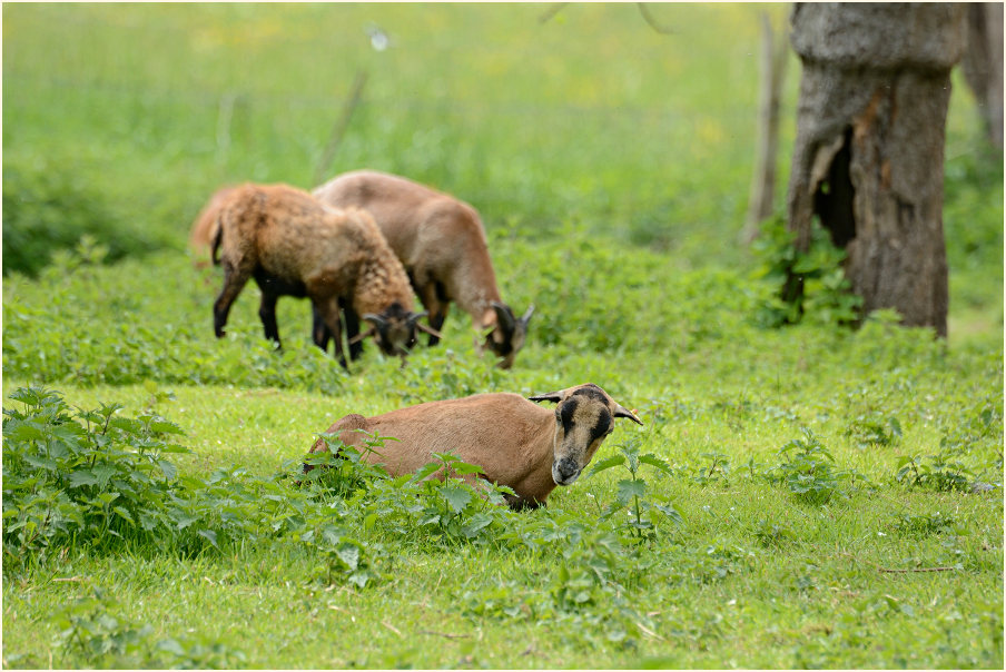 Urdenbacher Kämpe Düsseldorf
