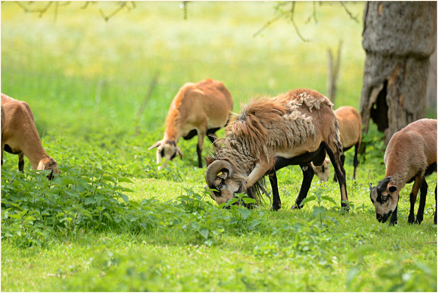 Urdenbacher Kämpe Düsseldorf