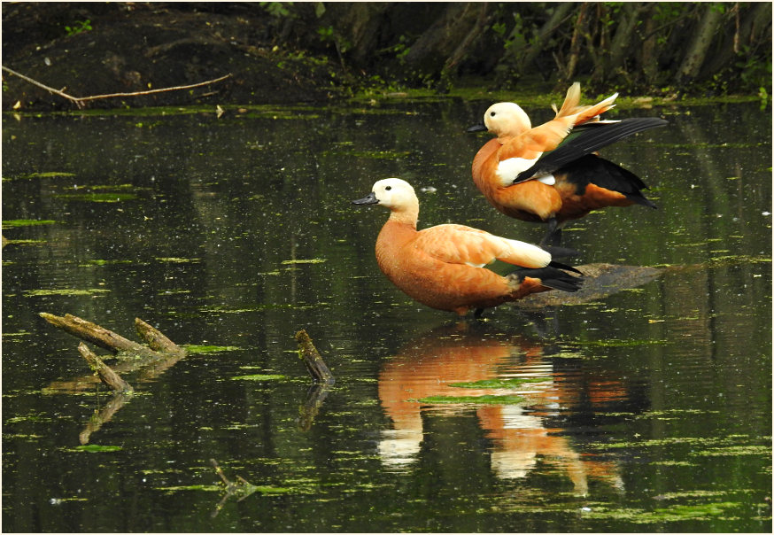 Urdenbacher Kämpe Düsseldorf