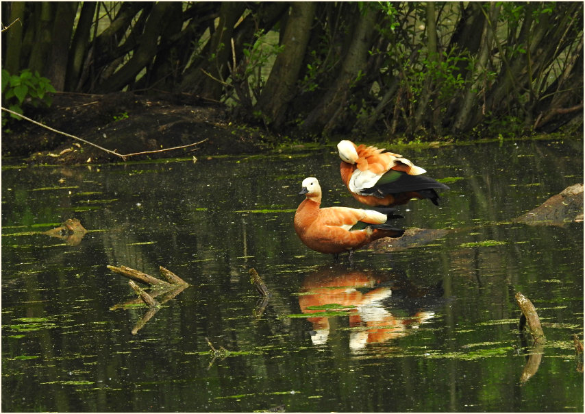 Urdenbacher Kämpe Düsseldorf
