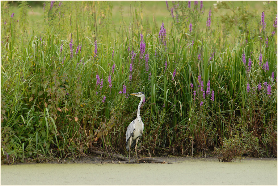 Graureiher in der Urdenbacher Kämpe Düsseldorf