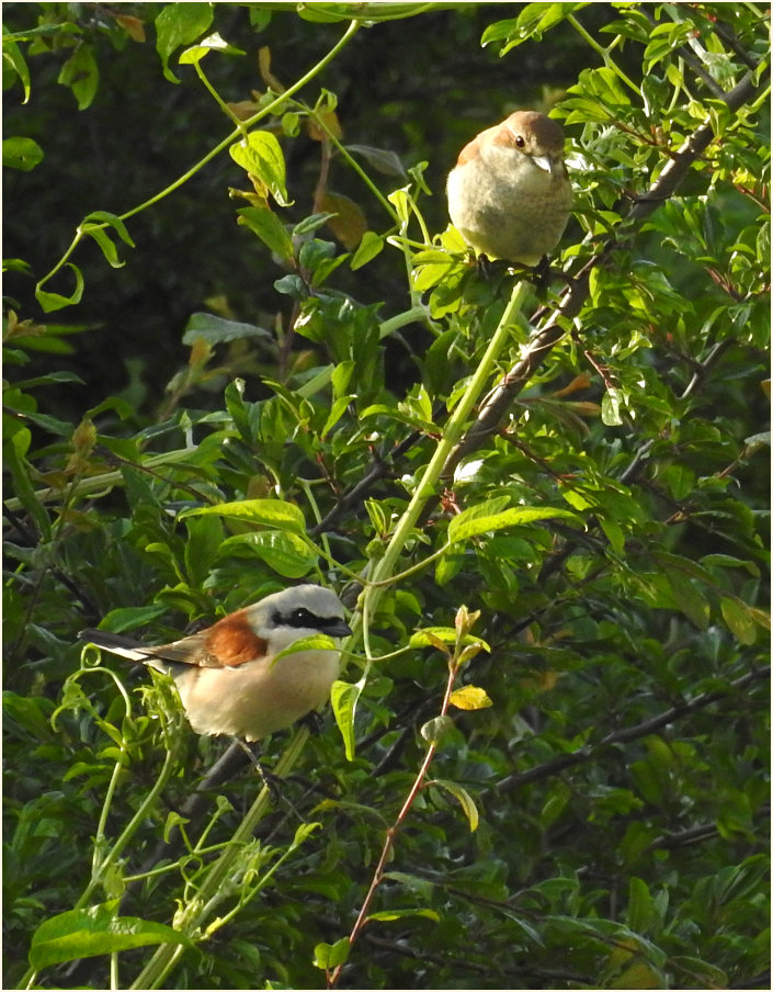 Urdenbacher Kämpe Düsseldorf