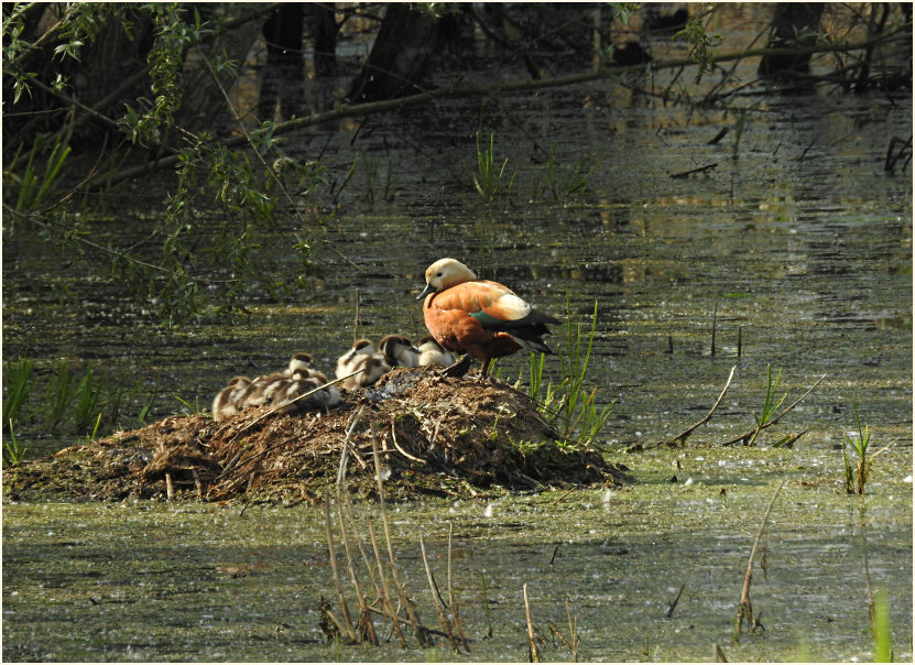 Urdenbacher Kämpe Düsseldorf