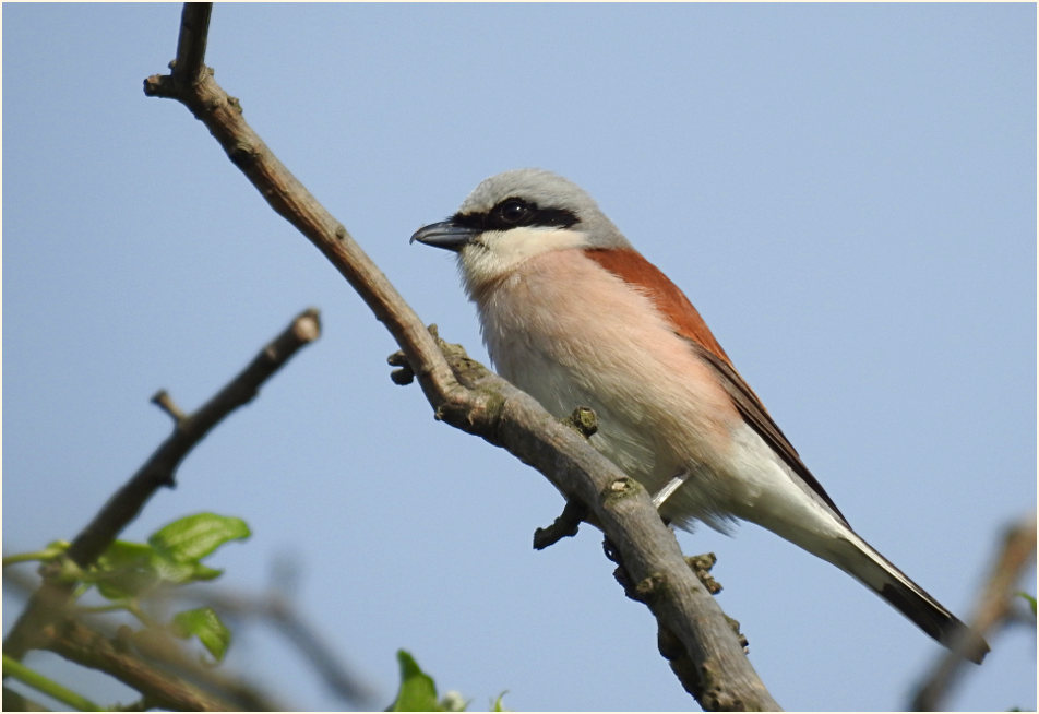 Neuntöter, Urdenbacher Kämpe Düsseldorf