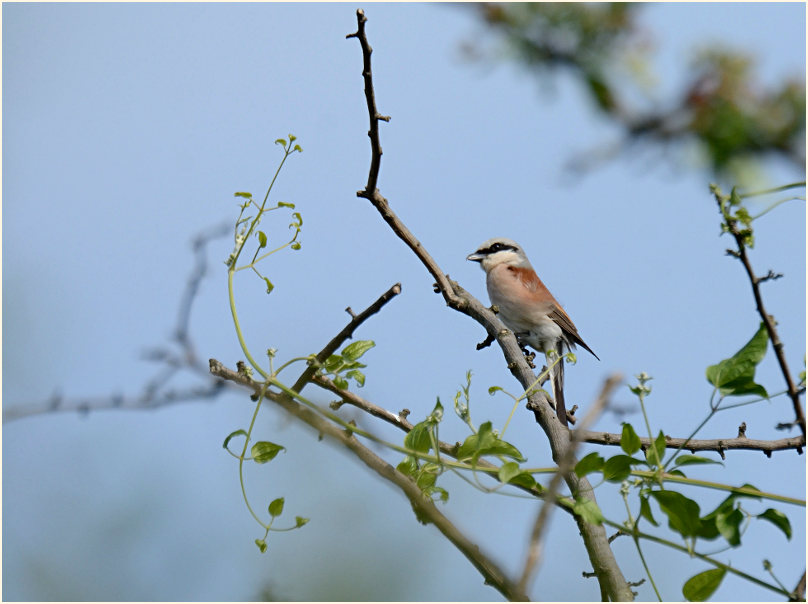 Neuntöter, Urdenbacher Kämpe Düsseldorf