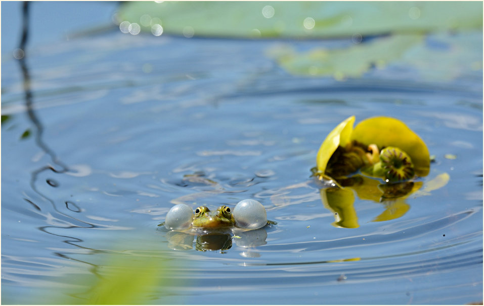 Teichfrosch, Urdenbacher Kämpe Düsseldorf