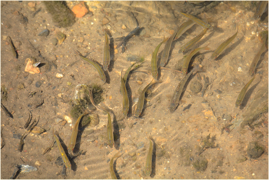 Fische, Urdenbacher Kämpe Düsseldorf