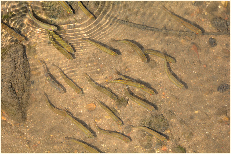 Fische, Urdenbacher Kämpe Düsseldorf