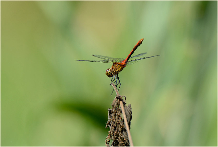 Heidelibelle, Urdenbacher Kämpe Düsseldorf