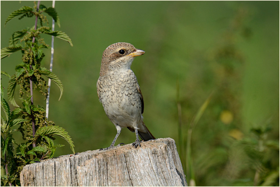 Neuntöter, Urdenbacher Kämpe Düsseldorf