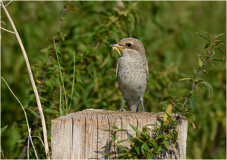 Neuntöter, Urdenbacher Kämpe Düsseldorf