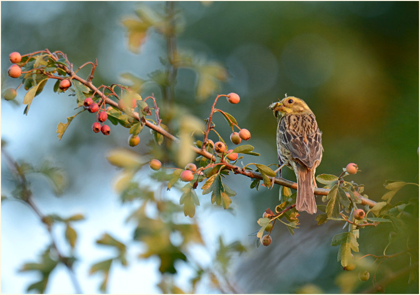 Goldammer, Urdenbacher Kämpe Düsseldorf