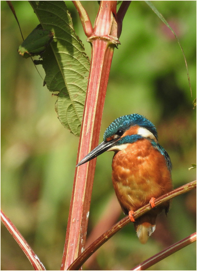 Eisvogel, Urdenbacher Kämpe Düsseldorf