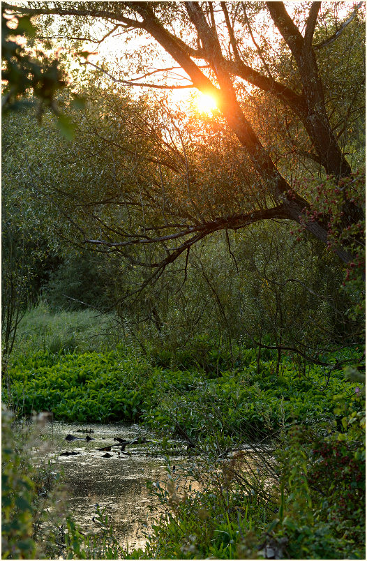 Sonnenuntergang, Urdenbacher Kämpe Düsseldorf
