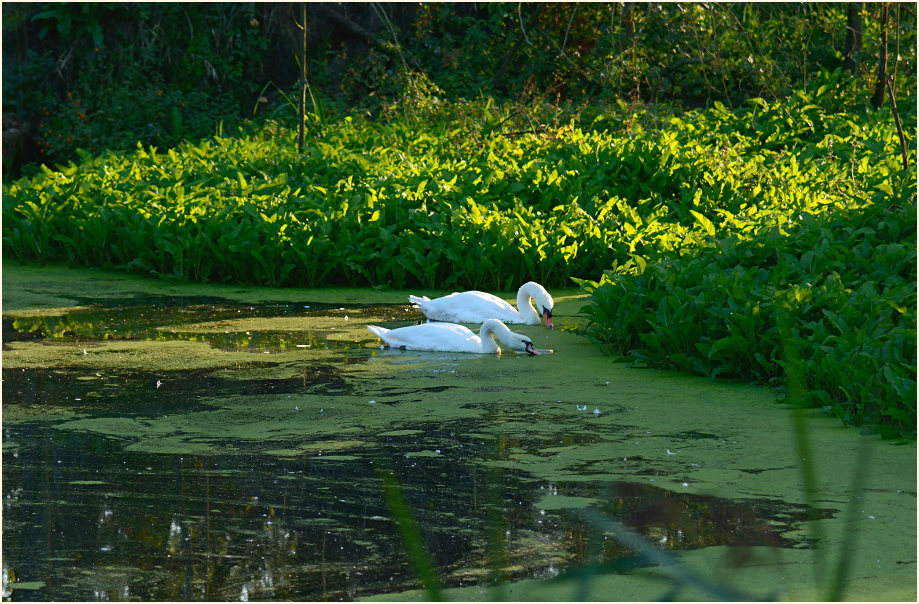 Höckerschwäne, Urdenbacher Kämpe Düsseldorf