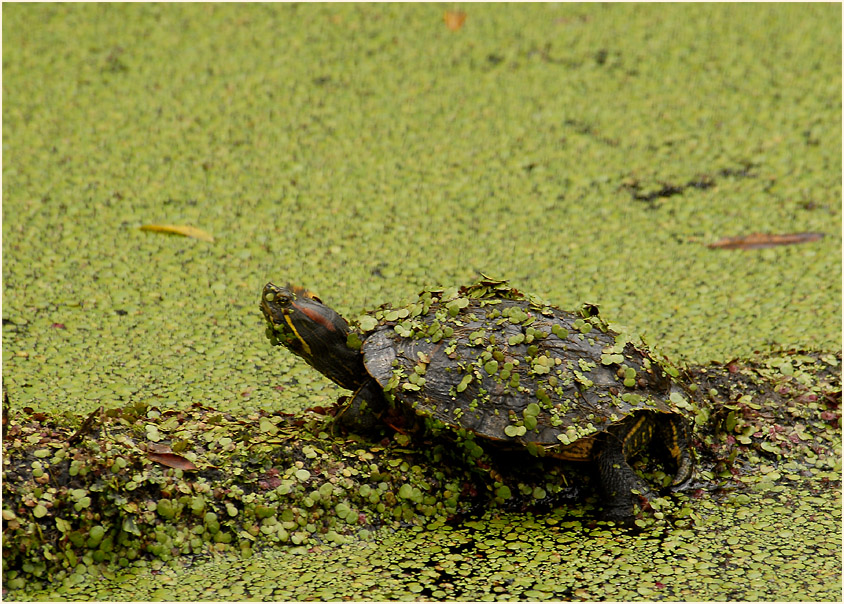 Rotwangenschildkröte, Urdenbacher Kämpe Düsseldorf