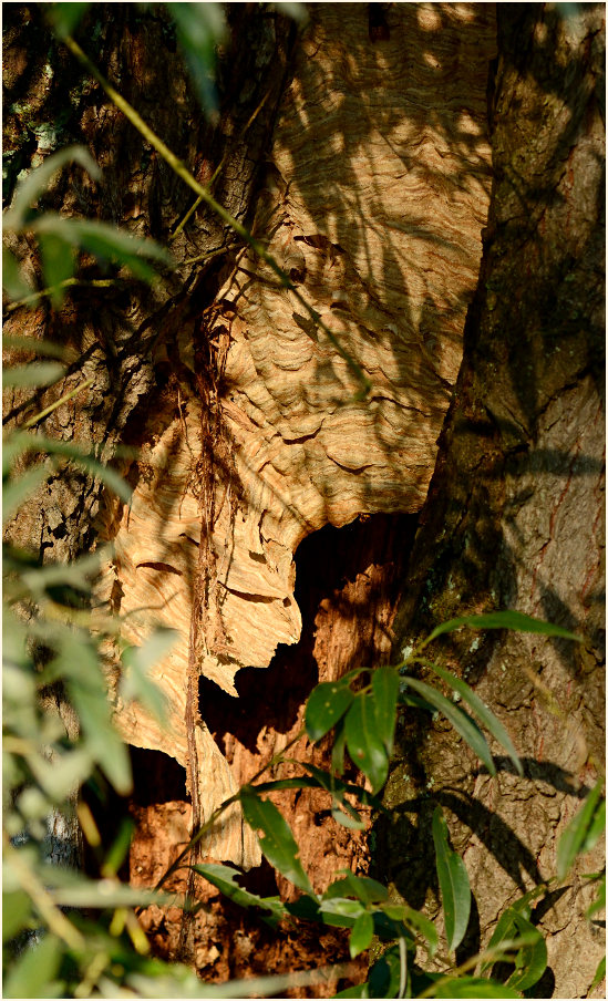 Hornissennest, Urdenbacher Kämpe Düsseldorf