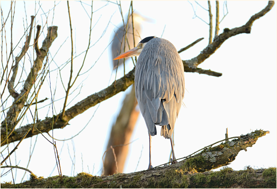 Graureiher, Urdenbacher Kämpe Düsseldorf