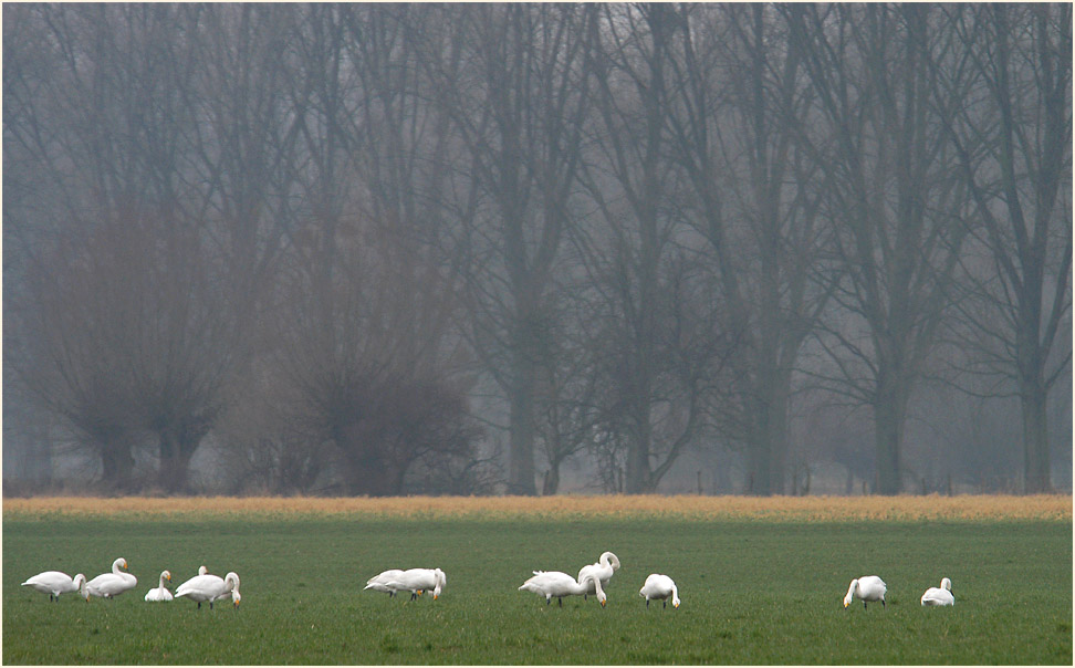 Singschwäne in der Urdenbacher Kämpe Düsseldorf
