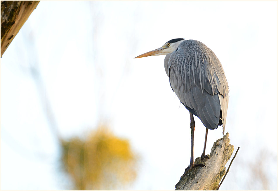 Graureiher, Urdenbacher Kämpe Düsseldorf