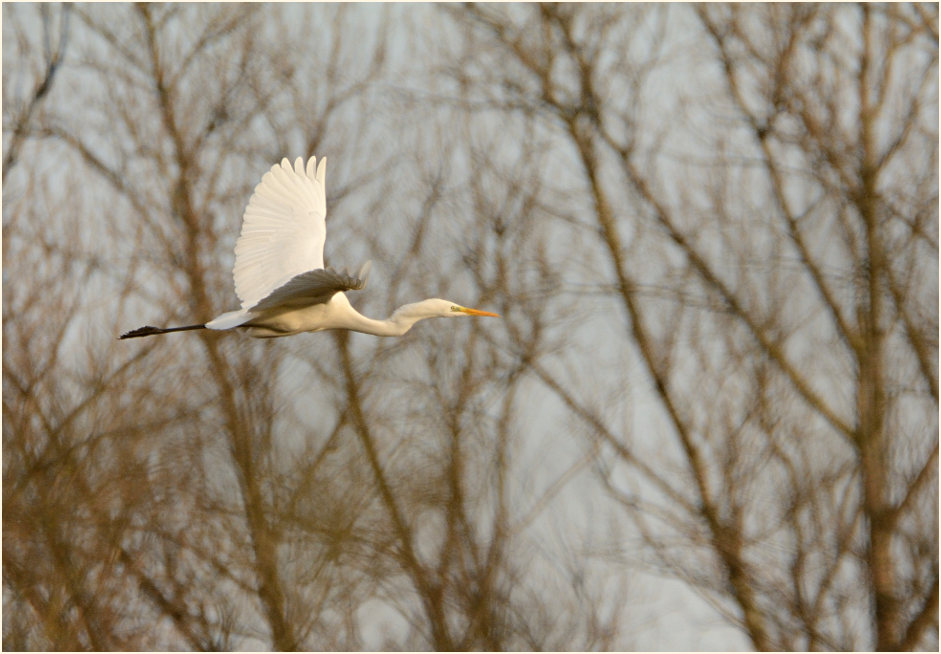 Silberreiher, Urdenbacher Kämpe Düsseldorf